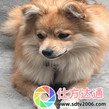 cc直播
