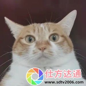 黑料吃瓜热点事件反差婊：谁才是背后真正的操盘手？